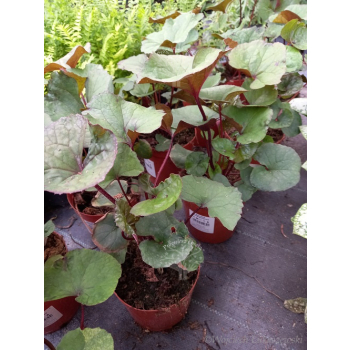 Języczka pomarańczowa-Ligularia dentata Midnight Lady