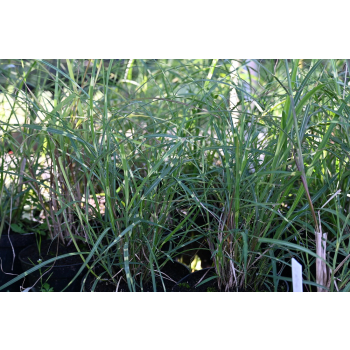 Miskant chinski Little Zebra - Miscanthus sinensis