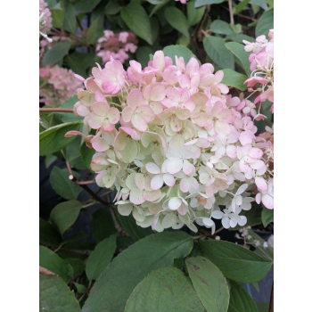Hortensja bukietowa Lammetje-Hydrangea paniculata