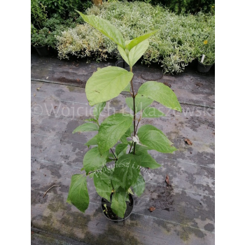 Kielichowiec wonny-Calycanthus floridus