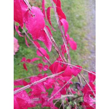 Trzmielina oskrzydlona Fireball-Euonymus alatus