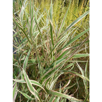 Mozga trzcinowata Picta-Phalaris arundinacea