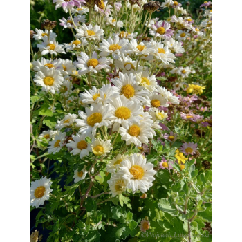 Złocień ogrodowy - Chrysanthemum indicum (hortorum)