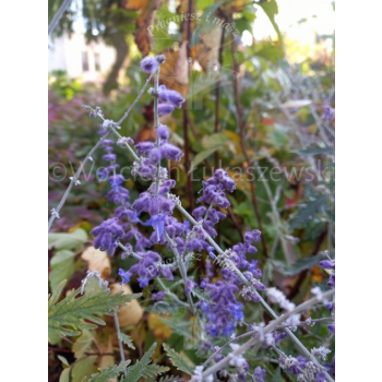 Perowskia Blue Spire-Perovskia