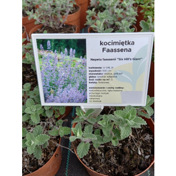 Kocimiętka Faassena Six Hill`s Giant - Nepeta faassenii