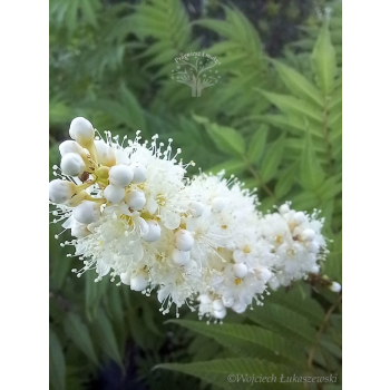 Tawlina jarzębolistna Sem-Sorbaria sorbifolia