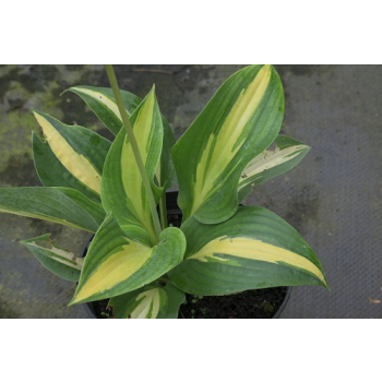 Funkia  Lakeside Paisley Print - Hosta