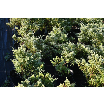 Jałowiec wirginijski Silver Spreader - Juniperus virginiana