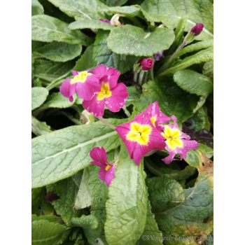 Pierwiosnek bezłodygowy-Primula acaulis