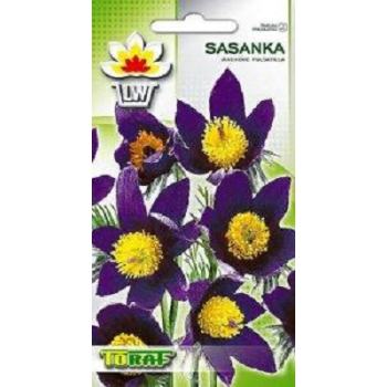 Sasanka ogrodowa fioletowa