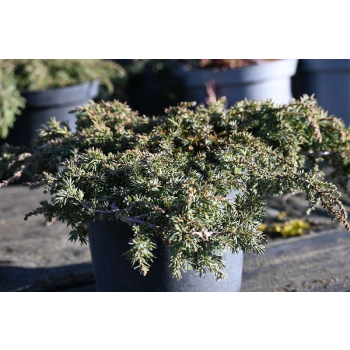 Jałowiec pospolity Green Carpet - Juniperus communis