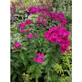 Płomyk wiechowaty Famous Magenta - Phlox paniculata