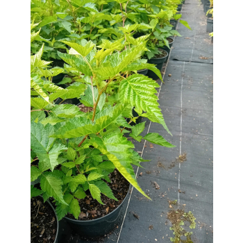 Malina okazała Olympic Double - Rubus spectabilis