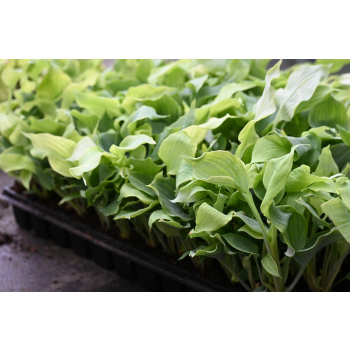 Funkia Diamond Lake - Hosta sieboldiana