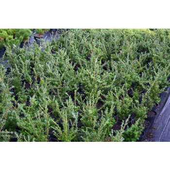 Choina Martensa - Tsuga mertensiana