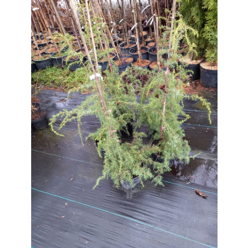 Jałowiec pospolity Oblonga Pendula-Juniperus communis