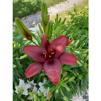 Lilia azjatycka Crimson Pixie-Lilium asiatic