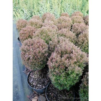 Żywotnik zachodni Teddy - Thuja occidentalis