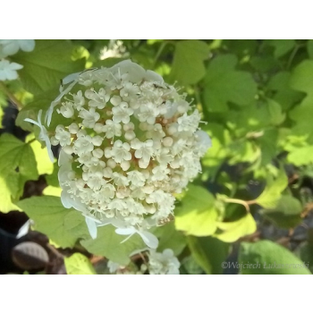 Kalina koralowa Park Harvest-Viburnum opulus