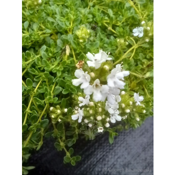 Macierzanka wczesna-Thymus praecox Albiflorus