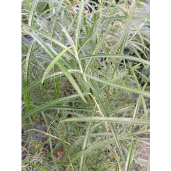 Wierzba płożąca Rosmarnifolia - Salix repens