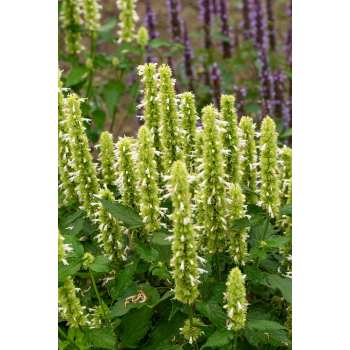 Kłosowiec pomarszczony Alabaster - Agastache rugosa