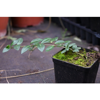 Barwinek pospolity - Vinca minor Barwinek pospolity - Vinca minor