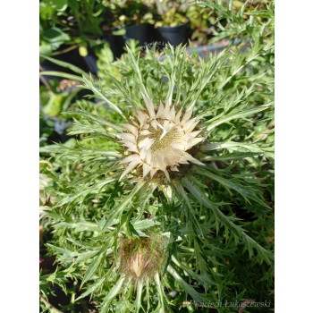 Dziewięćsił łodygowy-Carlina acualis ssp.simplex