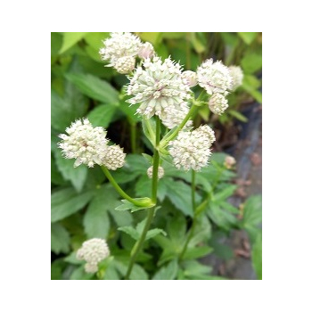 Jarzmianka - Astrantia