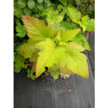 Pęcherznica kalinolistna Luteus-Physocarpus opulifolius