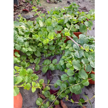 Tojeść rozesłana-Lysimachia nummularia