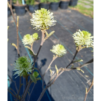 Fotergilla mieszańcowa Blue Shadow-Fothergilla x intermedia