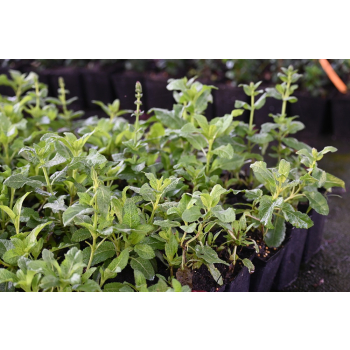 Szałwia omszona Royal Magenta - Salvia nemorosa