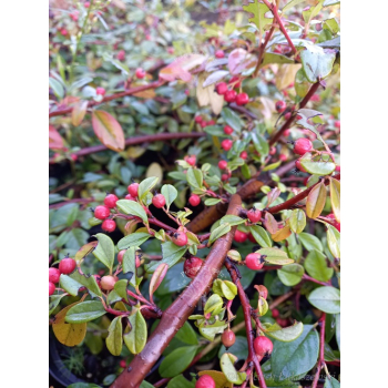 Irga Dammera Cardinal-Cotoneaster dammeri