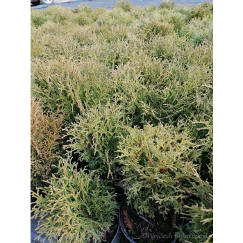 Żywotnik zachodni Hoseri - Thuja occidentalis