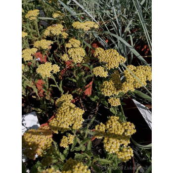 Krwawnik pospolity Milly Rock Yellow Terracotta - Achillea millefolium