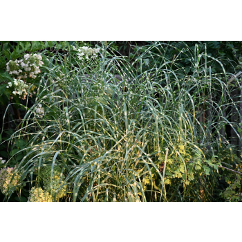 Miskant chiński Zebrinus - Miscanthus sinensis