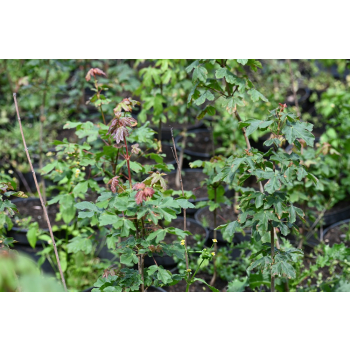 Klon polny - Acer campestre