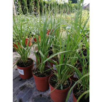 Trawa pampasowa White Feather - Cortaderia selloana