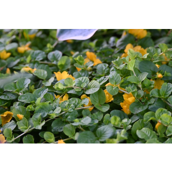Tojeść rozesłana - Lysimachia nummularia