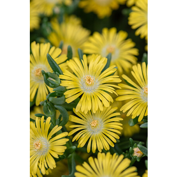 Delosperma Solstice Yellow - Delosperma cooperi