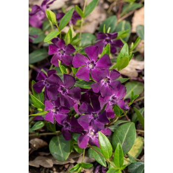 Barwinek pospolity Atropurpurea - Vinca minor