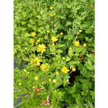Złocień ogrodowy - Chrysanthemum indicum (hortorum)