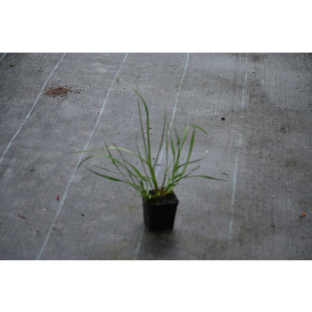 Rozplenica japońska  Cassian - Pennisetum alopecuroides