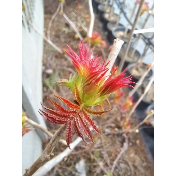 Tawlina jarzębolistna Sem-Sorbaria sorbifolia