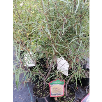 Kruszyna pospolita Aspleniifolia-Frangula alnus