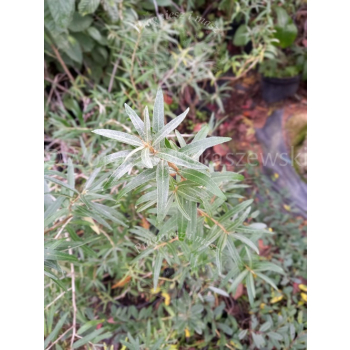 Rokitnik zwyczajny-Hippophae rhamnoides