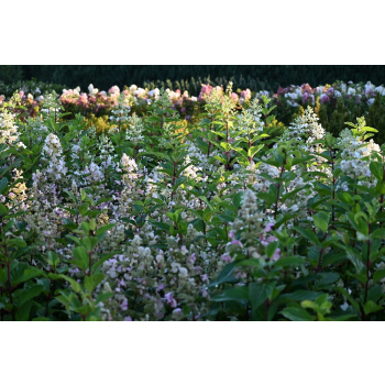 Hortensja bukietowa Pee Wee - Hydrangea paniculata