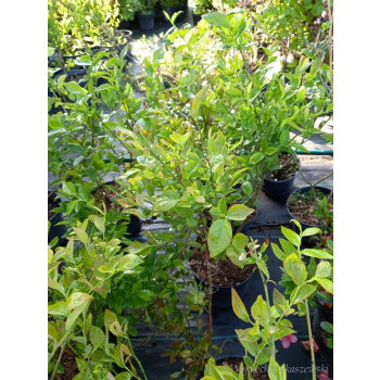 Borówka Bluecrop-Vaccinium corymbosum