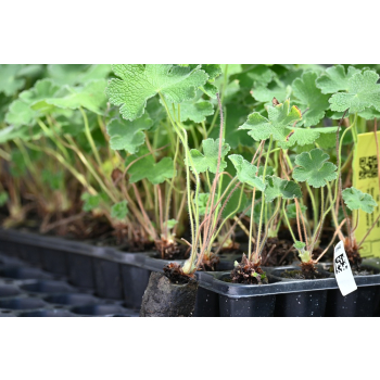 Bodziszek Renarda Philippe Vapelle - Geranium renardii